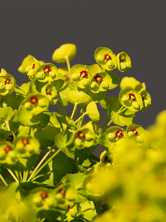 Euphorbia martinii